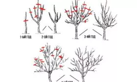 Правила обрезки яблони Хелена13