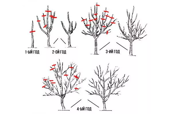 Правила обрезки яблони Хелена13