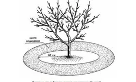 правила подкормки яблони Валюта