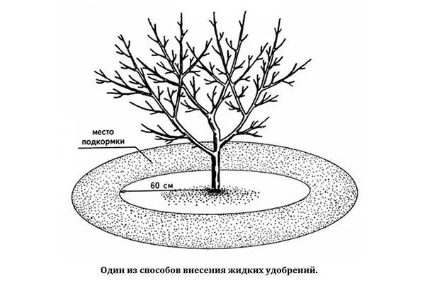 правила подкормки яблони Валюта