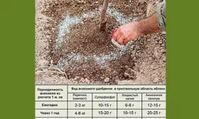 Правила подкормки Яблоня Жигулёвское