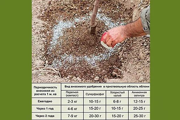 Правила подкормки Яблоня Жигулёвское