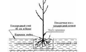 Правила посадки саженца яблони Яблоня Медуница