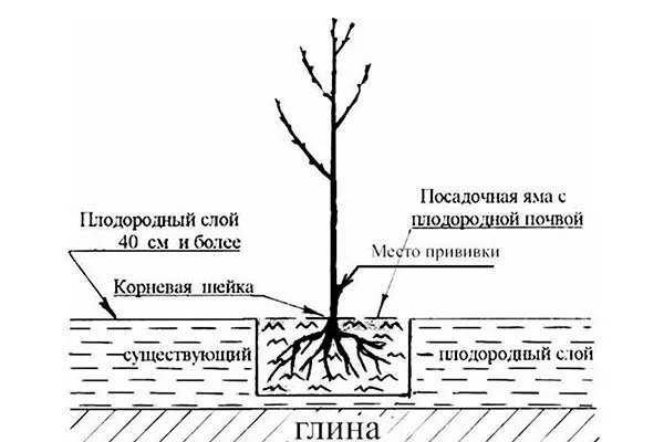 Правила посадки саженца яблони Яблоня Медуница