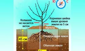правила посадки яблонb Орловское полосатое11