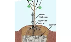 Правила посадки яблони Ред Делишес