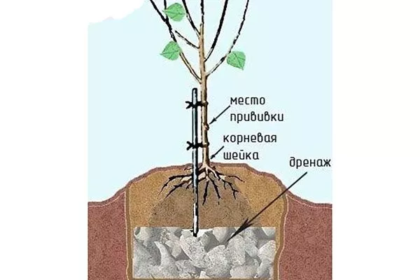 Правила посадки яблони Ред Делишес