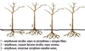 Правила посадки яблони Валюта