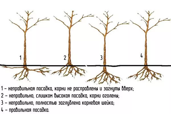 Правила посадки яблони Валюта