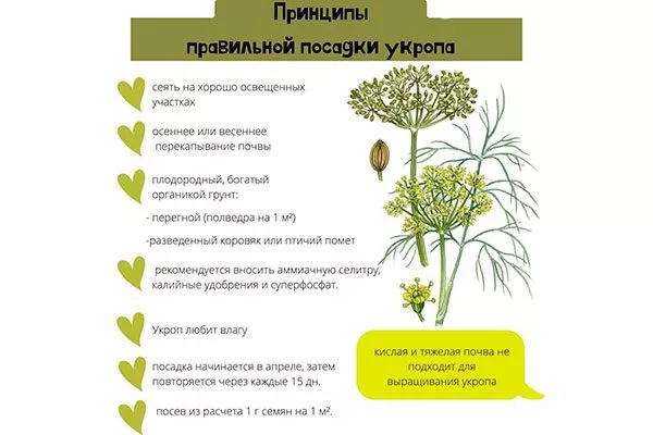 ПРавила ухода укропа Мамонт6