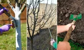 Правила ухода яблоня Елена