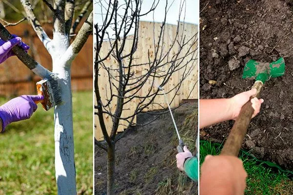 Правила ухода яблоня Елена