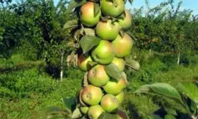 Президент опылитель