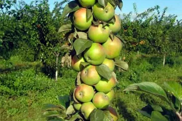 Президент опылитель