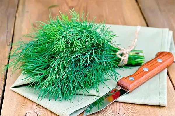 Применение в кулинарии укропа Мамонт7