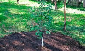 приствольный круг яблонb Орловское полосатое12