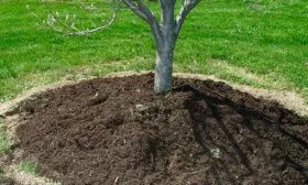 Приствольный круг яблоня Услада