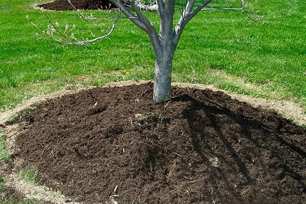 Приствольный круг яблоня Услада