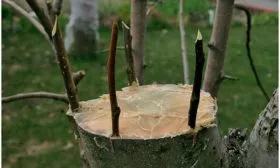 Прививка на подвое яблоня Орлик