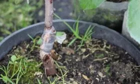 прививка яблони Малинка