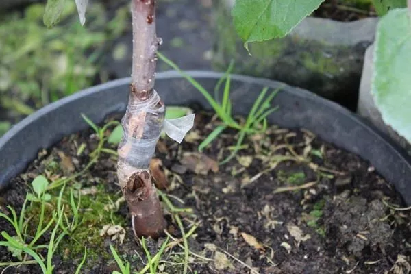 прививка яблони Малинка