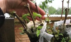 Прививка Яблоня Победитель