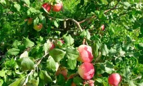 приземленное сорт яблони