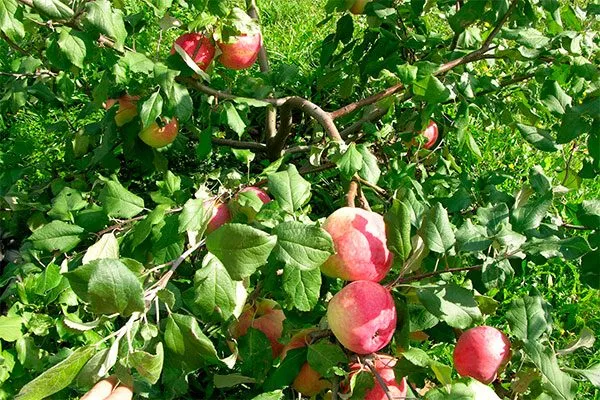 приземленное сорт яблони