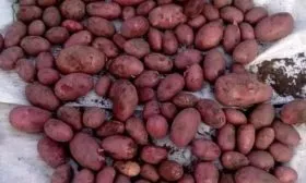 продуктивность картофеля Лабелла