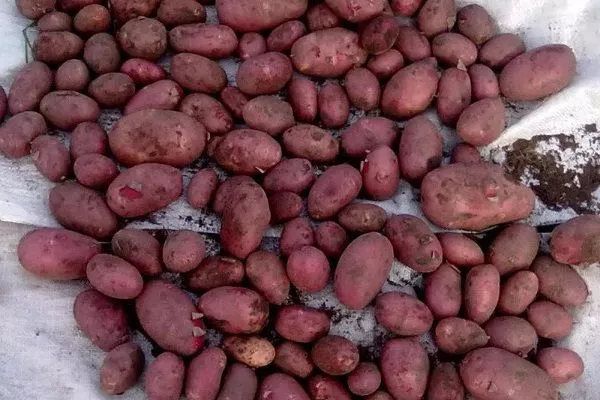 продуктивность картофеля Лабелла