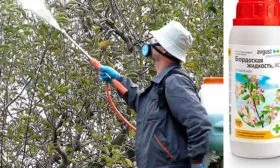 Профилактика и защита от болезней и вредителей Яблони Валюта