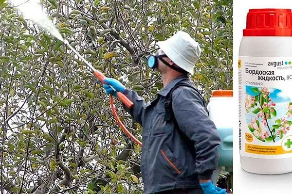 Профилактика и защита от болезней и вредителей Яблони Валюта