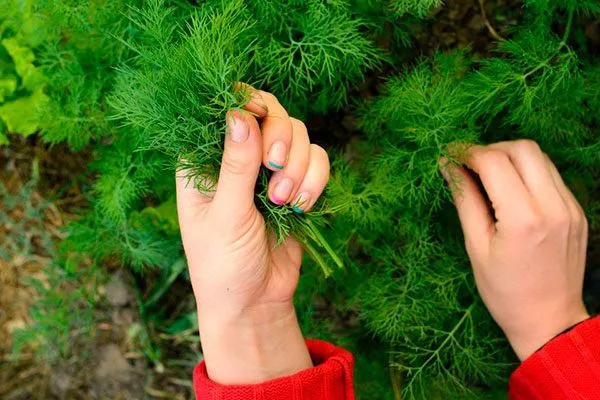 Прореживание укропа Мамонт8