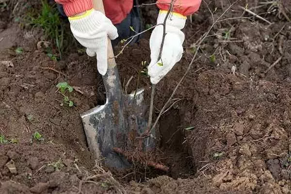 процесс посадки хурмы Нанус карликовая
