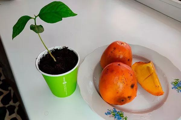 размножение семенами