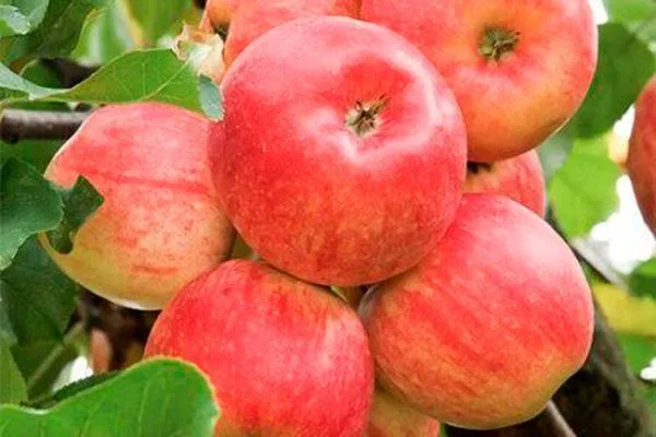 Ранет Конфетный сорт