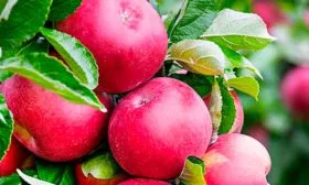 Ранет летний;