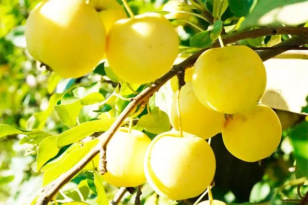 Ранет медовый