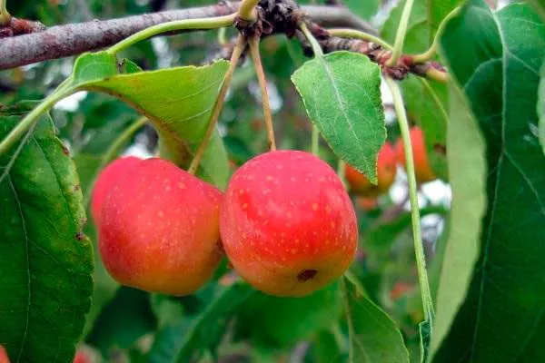 Ранетка Ермолаева