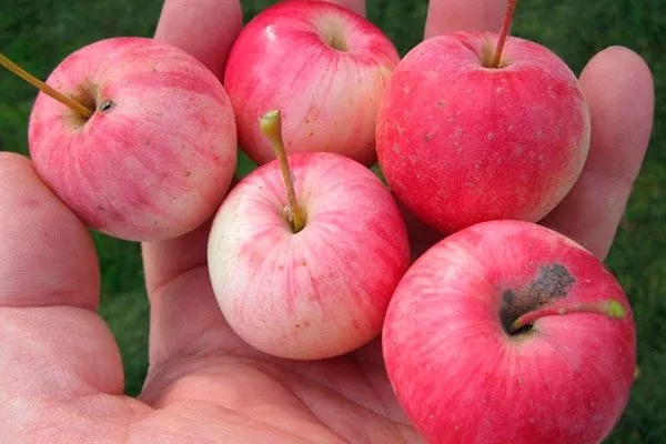 Яблоня Ранетка: мелкоплодные сорта