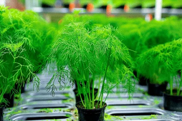 Рассада укропа Мамонт9