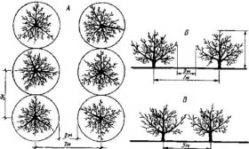 расстояние посадки яблони Солнышко15