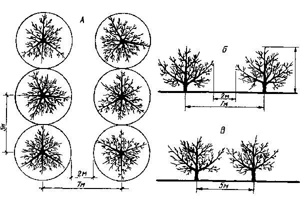 расстояние посадки яблони Солнышко15