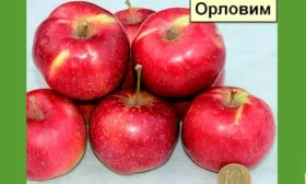 размеры яблони Орловим9