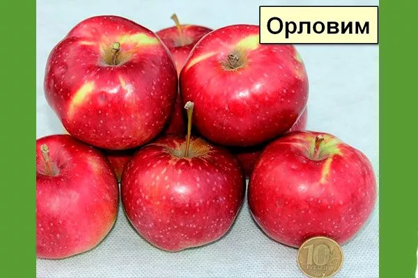 размеры яблони Орловим9