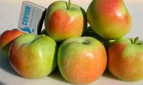 размеры яблони Синап Орловский10