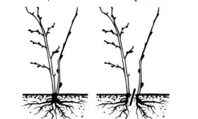 размножение крыжовника Куршу Дзинтарс