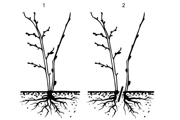 размножение крыжовника Куршу Дзинтарс