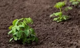 размножение малины Соколица отпрысками