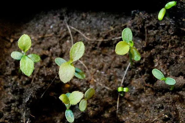 Размножение семенами Черника Кавказская